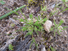Millotia muelleri
