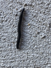 Ommatoiulus sabulosus