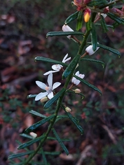 Philotheca hispidula