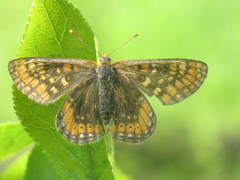 Euphydryas aurinia