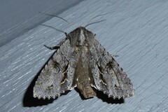 Ichneutica ustistriga