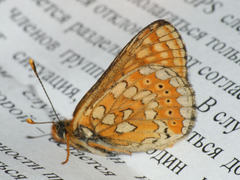 Euphydryas aurinia