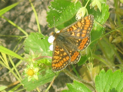 Euphydryas aurinia
