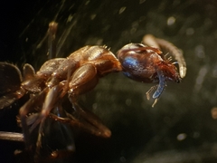 Formica rufibarbis