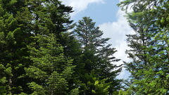Abies alba