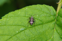 Deraeocoris flavilinea