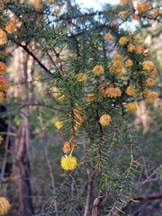 Acacia echinula