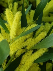 Acacia longifolia
