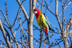 Platycercus eximius