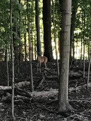 Odocoileus virginianus