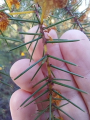 Acacia echinula