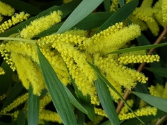 Acacia longifolia