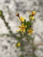 Zaluzianskya divaricata