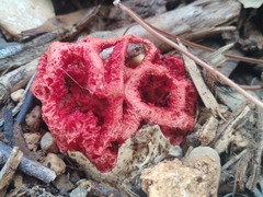 Clathrus ruber