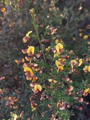 Bossiaea obcordata