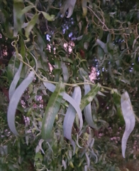 Salix babylonica tortuosa