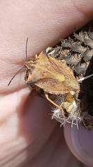 Carpocoris fuscispinus