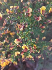 Bossiaea obcordata
