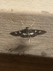 Desmia funeralis
