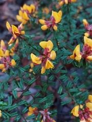 Pultenaea scabra