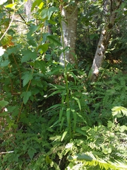 Lilium