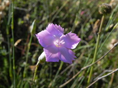Dianthus ciliatus