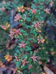 Pultenaea scabra