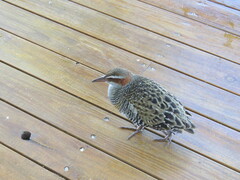 Gallirallus philippensis