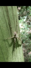 Dolomedes albineus