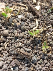 Trilophidia annulata