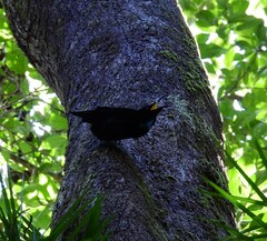 Ptiloris victoriae