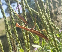 Mantis religiosa
