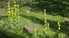 Gentiana lutea