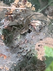 Agelena labyrinthica