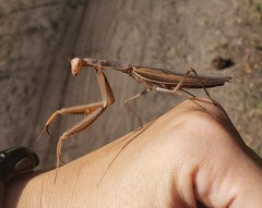 Mantis religiosa