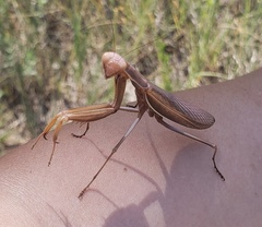 Mantis religiosa