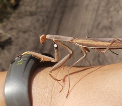 Mantis religiosa