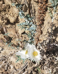 Argemone polyanthemos