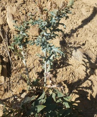 Argemone polyanthemos