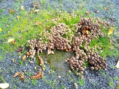 Coprinellus disseminatus