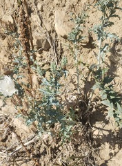 Argemone polyanthemos