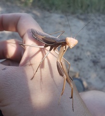 Mantis religiosa