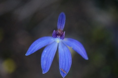 Cyanicula caerulea