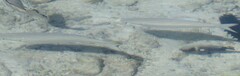 Mugilidae
