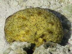 Culcita novaeguineae