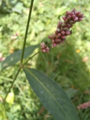 Persicaria maculosa