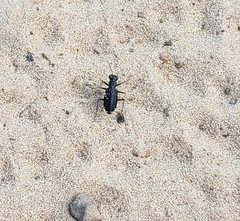 Cicindela punctulata
