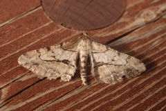 Peribatodes perversaria