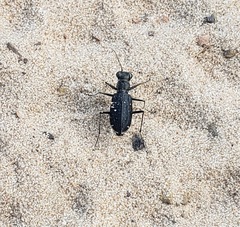Cicindela punctulata