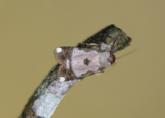 Acanthodica sinuilinea